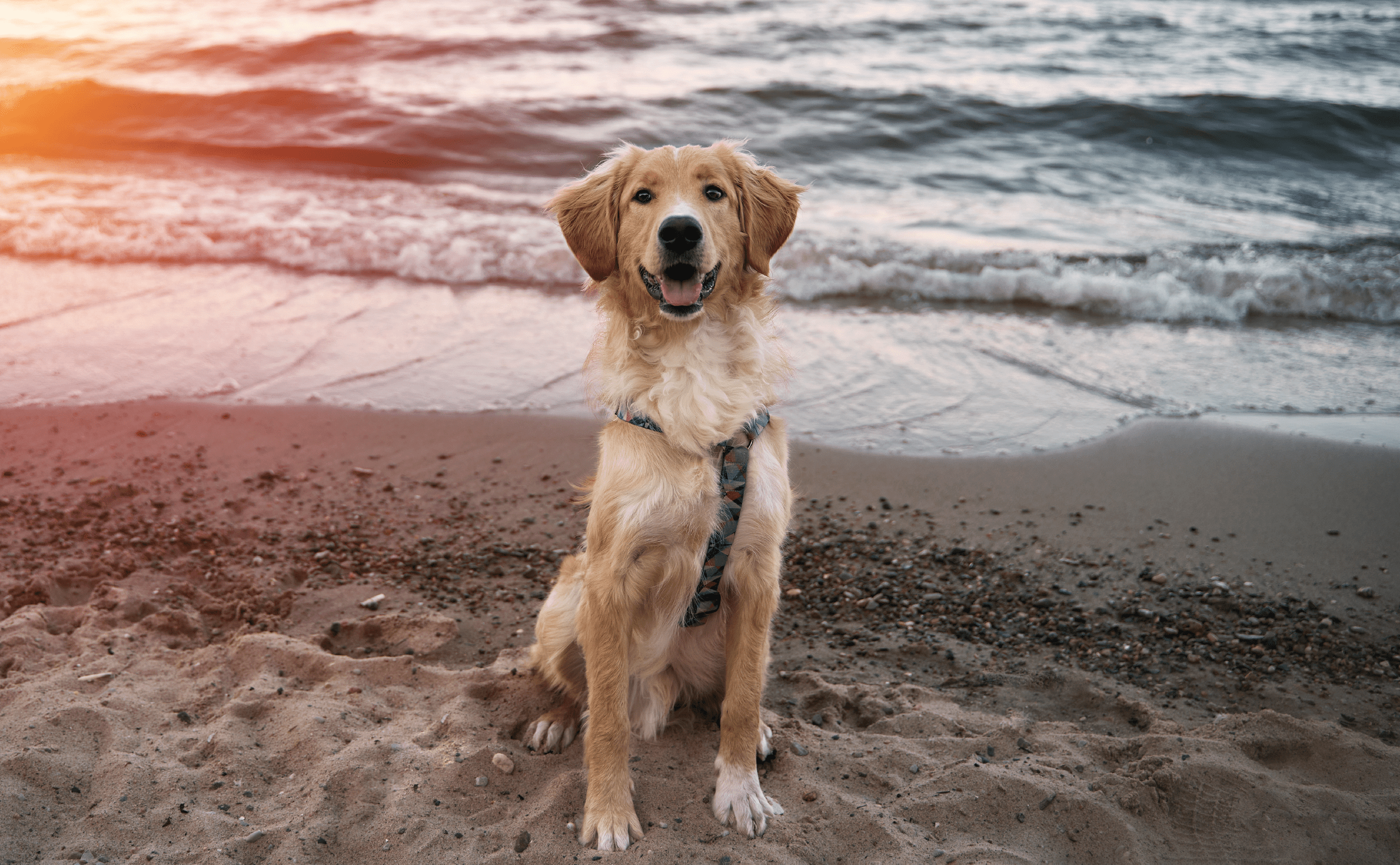 All Year Dog Friendly Beach